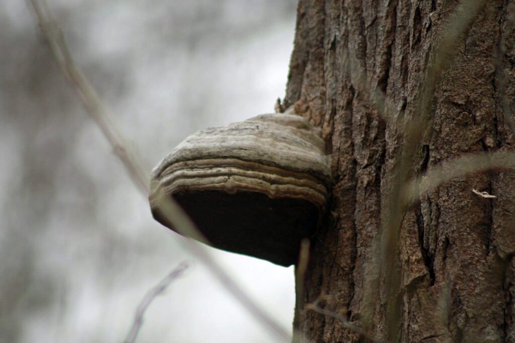 Amadou sur un arbre, en hiver - Amadouvier - polypore allume-feu - fomes fomentarius