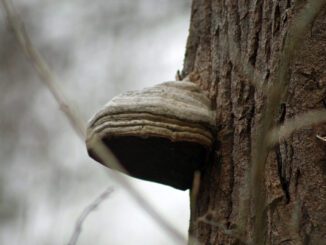 Amadou sur un arbre, en hiver - Amadouvier - polypore allume-feu - fomes fomentarius