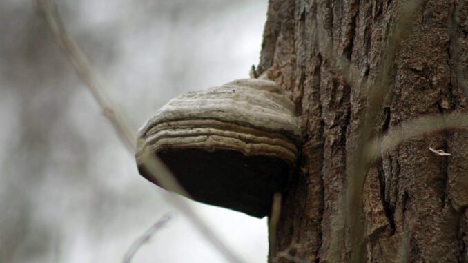 Amadou sur un arbre, en hiver - Amadouvier - polypore allume-feu - fomes fomentarius