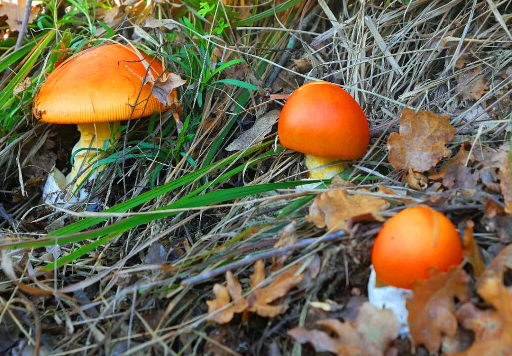 Un groupe d'Amanites des Césars - Oronge - Amanita caesarea