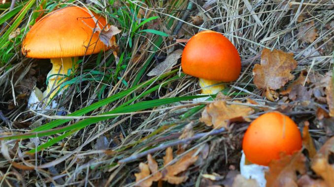 Un groupe d'Amanites des Césars - Oronge - Amanita caesarea