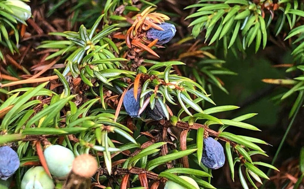 Baies de genièvre - genévrier - Juniperus communis