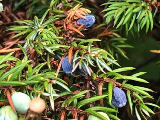 Baies de genièvre - genévrier - Juniperus communis