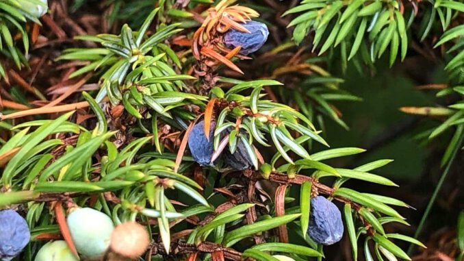 Baies de genièvre - genévrier - Juniperus communis