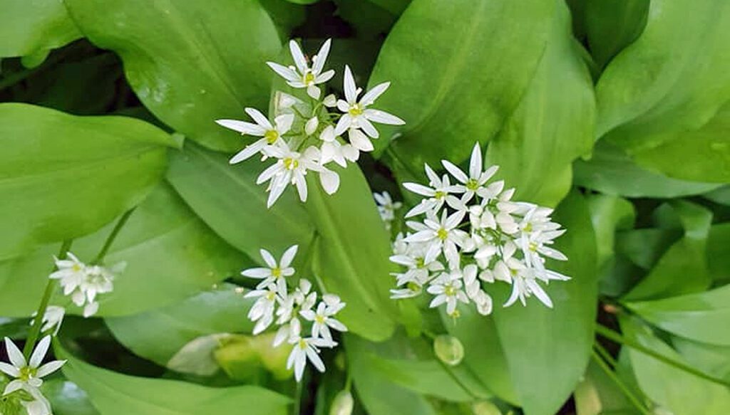 De l'ail des ours (Allium ursinum)