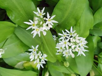 De l'ail des ours (Allium ursinum)