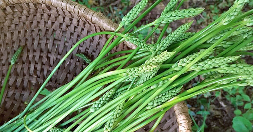 Un panier d'asperges des bois