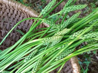 Un panier d'asperges des bois