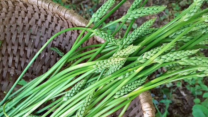 Un panier d'asperges des bois