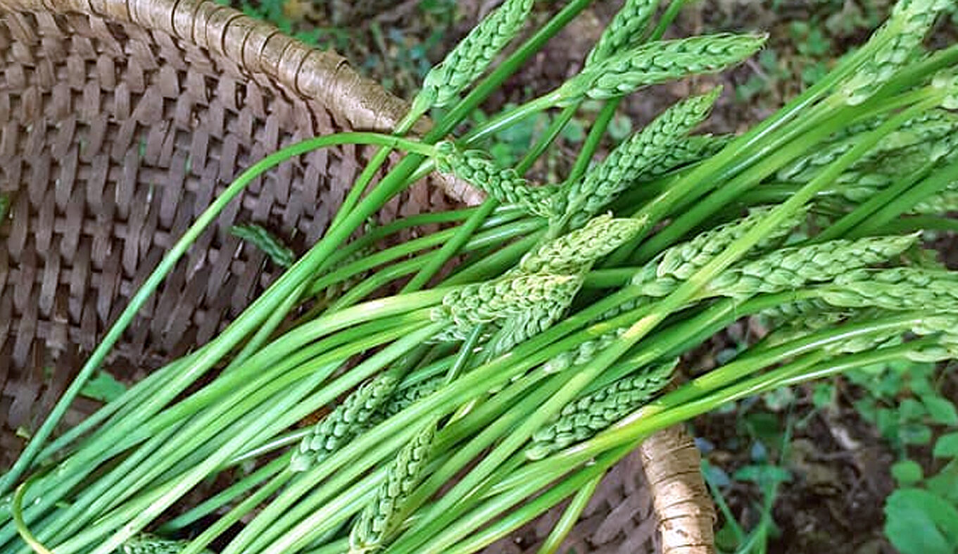 Asperge des bois : où et quand les trouver ? - Chasseurs de champignons