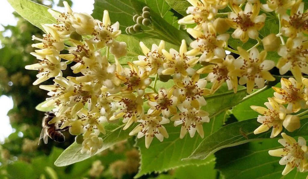 Des fleurs de tilleul prêtes à être récoltées pour faire de la tisane