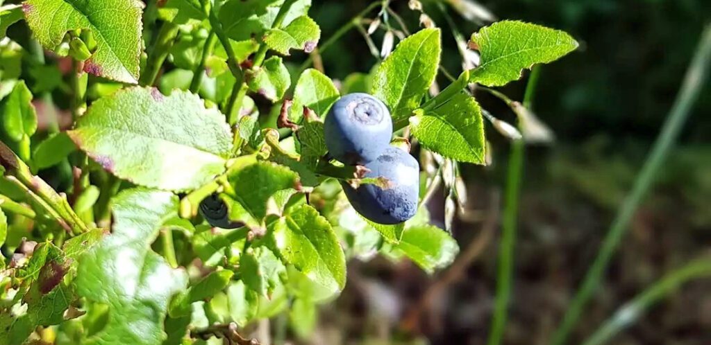 Des myrtilles sauvages - Vaccinium myrtillus