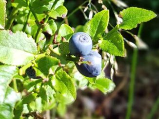 Des myrtilles sauvages - Vaccinium myrtillus