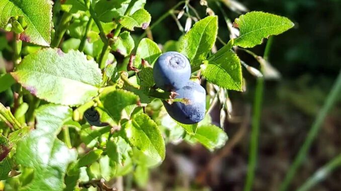 Des myrtilles sauvages - Vaccinium myrtillus