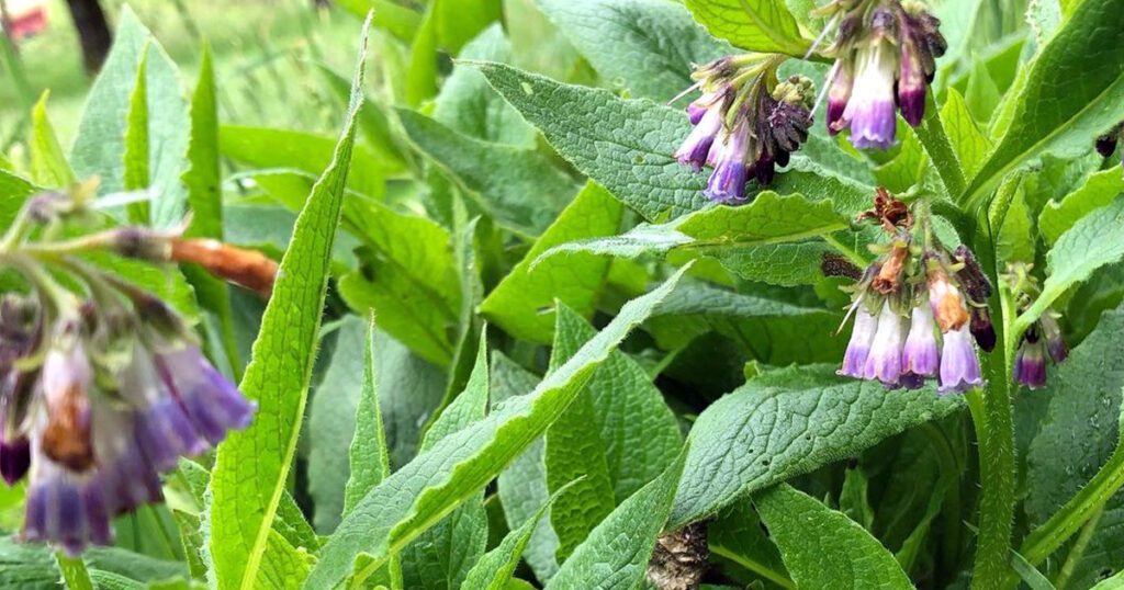 La Consoude officinale ou Symphyte officinal (Symphytum officinale)