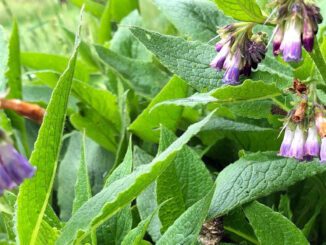 La Consoude officinale ou Symphyte officinal (Symphytum officinale)