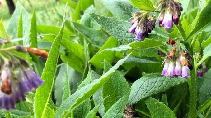 La Consoude officinale ou Symphyte officinal (Symphytum officinale)