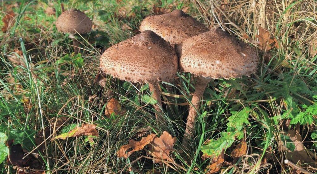 Un groupe de Coulemelles - lépiote élevée - Macrolepiota procera