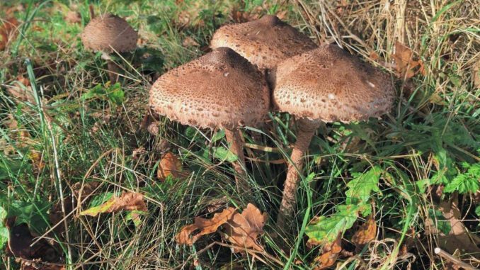 Macrolepiota procera - Lépiote élevée - Coulemelle