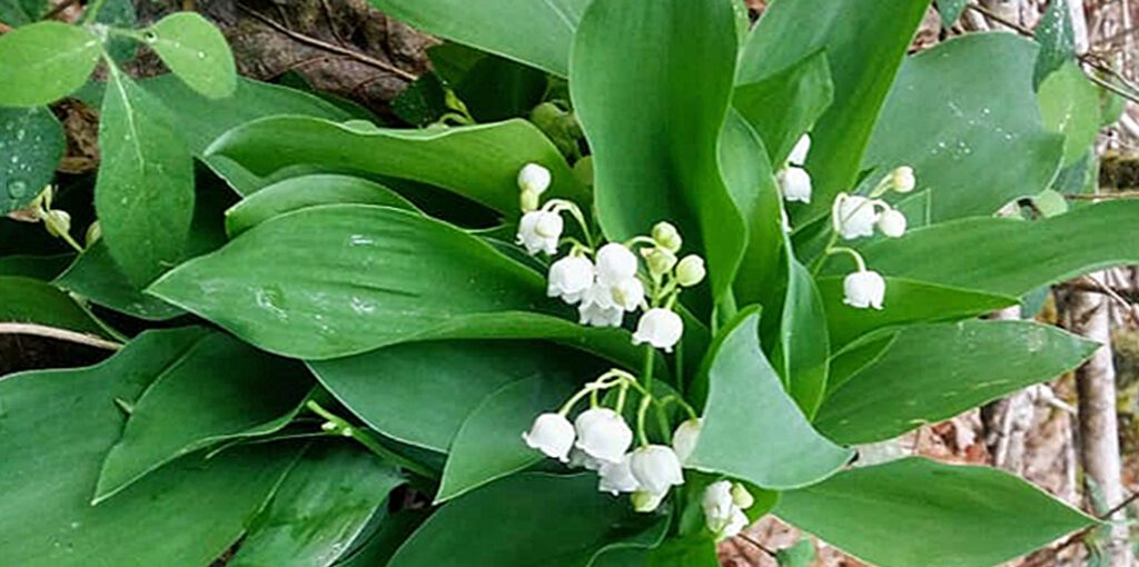 Du muguet sauvage dans les bois