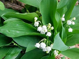 Du muguet sauvage dans les bois