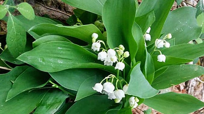 Du muguet sauvage dans les bois