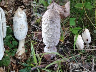 Plusieurs exemplaires de Coprin chevelu - Coprinus comatus