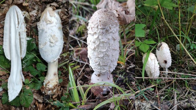 Plusieurs exemplaires de Coprin chevelu - Coprinus comatus