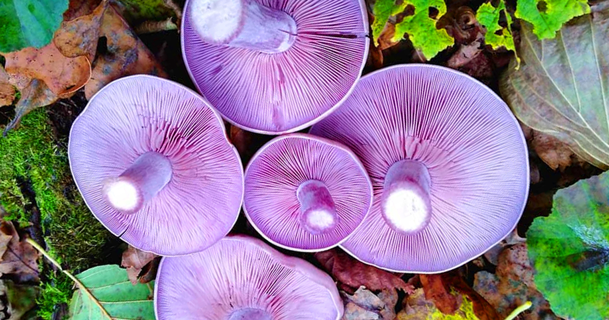 Pied bleu Lepista nuda tout savoir Chasseurs de champignons