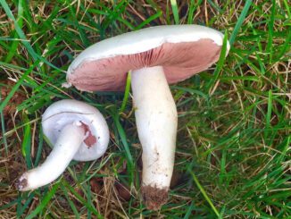 Des Rosés des prés dans l'herbe - Agaric champêtre - Agaricus campestris