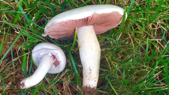 Des Rosés des prés dans l'herbe - Agaric champêtre - Agaricus campestris