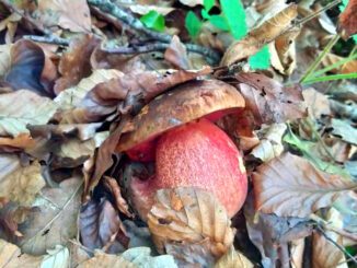 Un bolet à pied rouge dans les feuilles mortes - Boletus erythropus