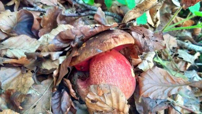 Un bolet à pied rouge dans les feuilles mortes - Boletus erythropus