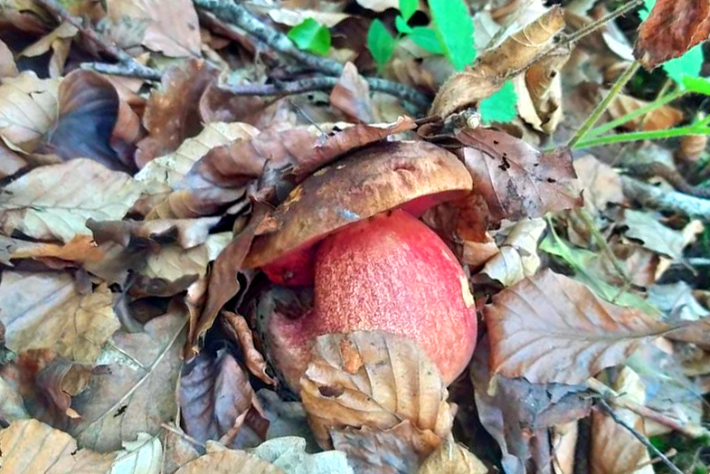 Un bolet à pied rouge dans les feuilles mortes - Boletus erythropus