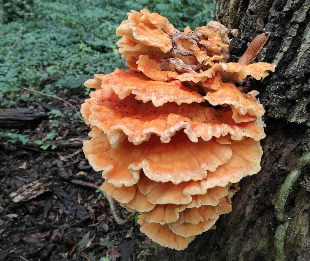 Un polypore soufré sur un arbre - Polyporus sulphureus - Laetiporus sulphureus 