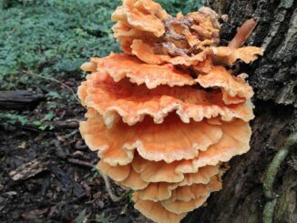 Un polypore soufré sur un arbre - Polyporus sulphureus - Laetiporus sulphureus