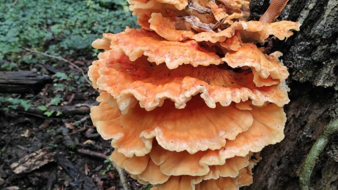 Un polypore soufré sur un arbre - Polyporus sulphureus - Laetiporus sulphureus