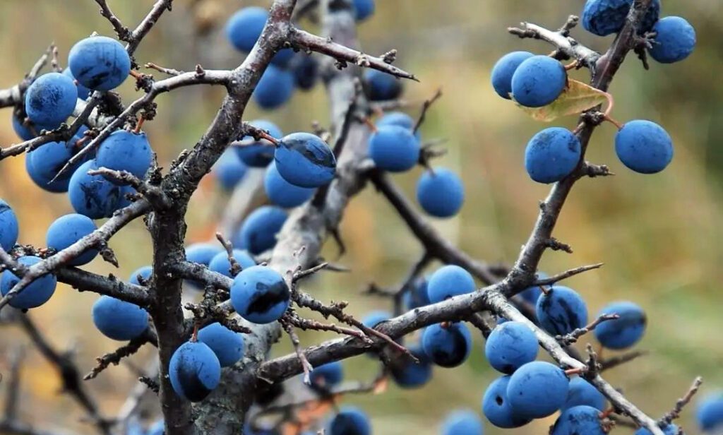 Un prunelier sauvage avec de belles prunelles bien mûres - Prunus spinosa