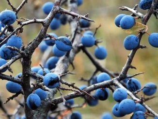 Un prunelier sauvage avec de belles prunelles bien mûres - Prunus spinosa