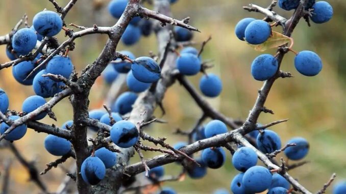 Un prunelier sauvage avec de belles prunelles bien mûres - Prunus spinosa