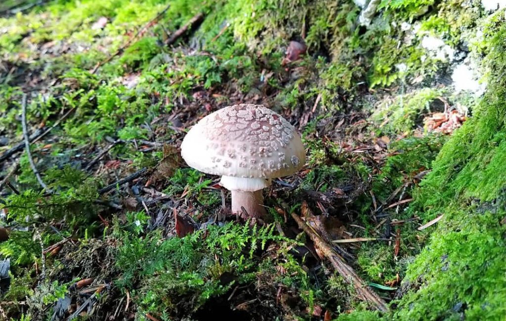 Une Amanite rougissante dans la mousse - Golmotte - Amanita rubescens