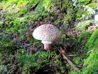 Une Amanite rougissante dans la mousse - Golmotte - Amanita rubescens