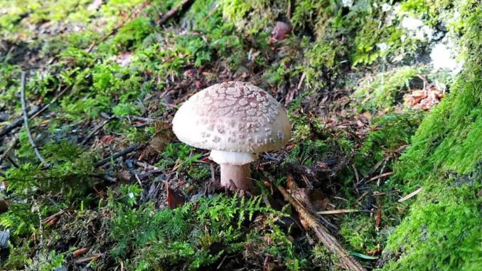 Une Amanite rougissante dans la mousse - Golmotte - Amanita rubescens