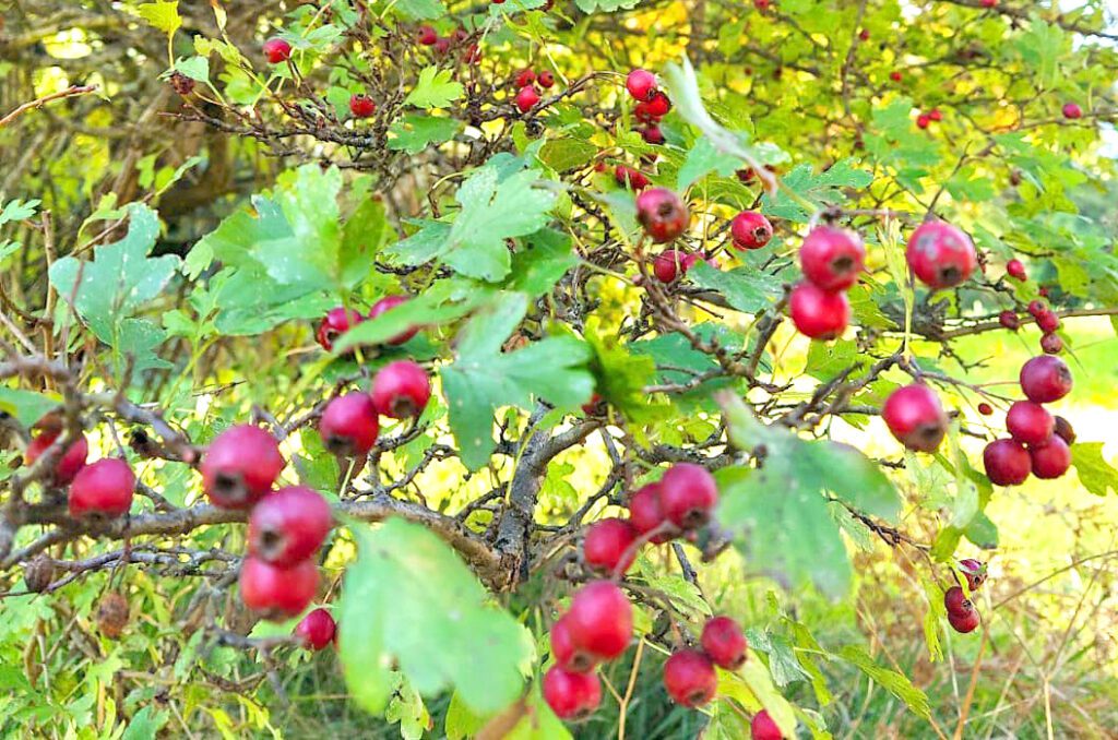 Une branche d'aubépine avec ses cenelles bien mûres, prêtes à être cueillies et consommées