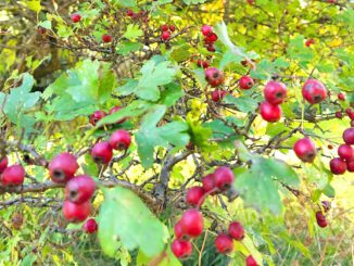 Une branche d'aubépine avec ses cenelles