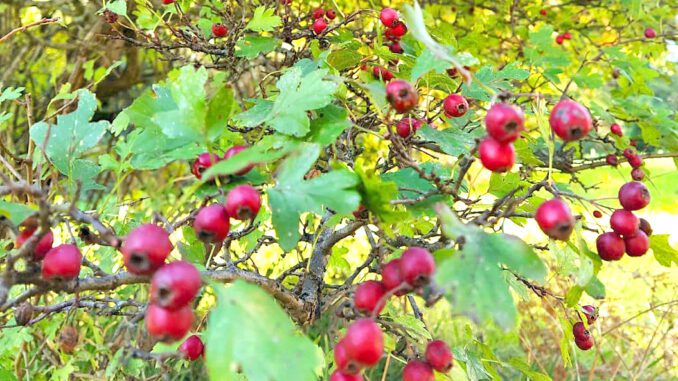 Une branche d'aubépine avec ses cenelles