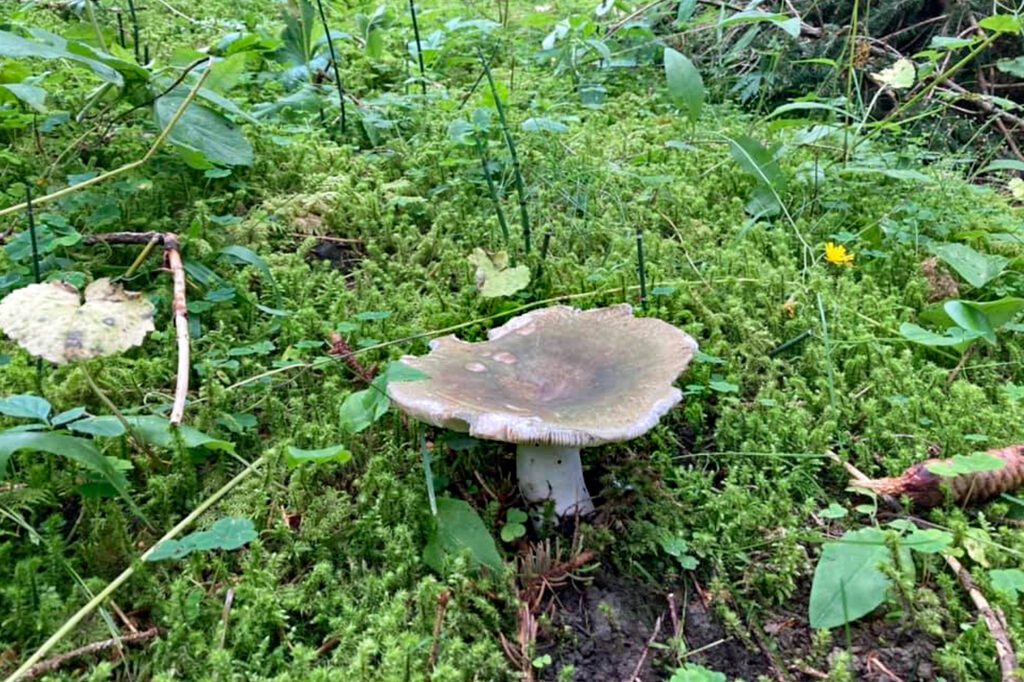 Une russule charbonnière dans la mousse - Ici, plus précisément, Russula cyanoxantha var f. peltereaui