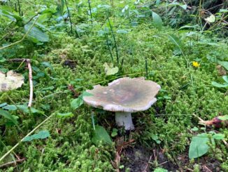 Une russule charbonnière dans la mousse - Ici, plus précisément, Russula cyanoxantha var f. peltereaui