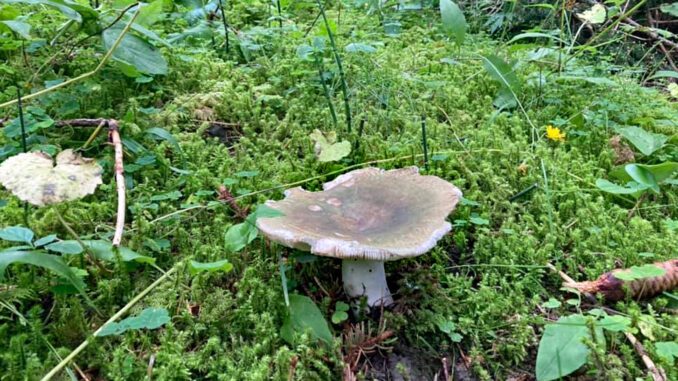 Une russule charbonnière dans la mousse - Ici, plus précisément, Russula cyanoxantha var f. peltereaui