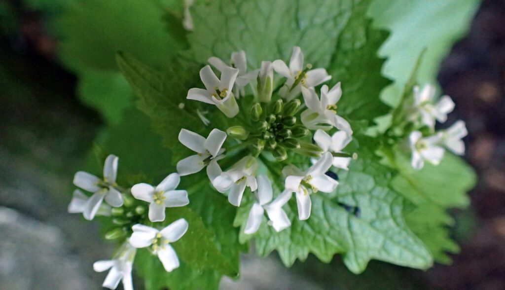 Alliaire officinale en fleurs